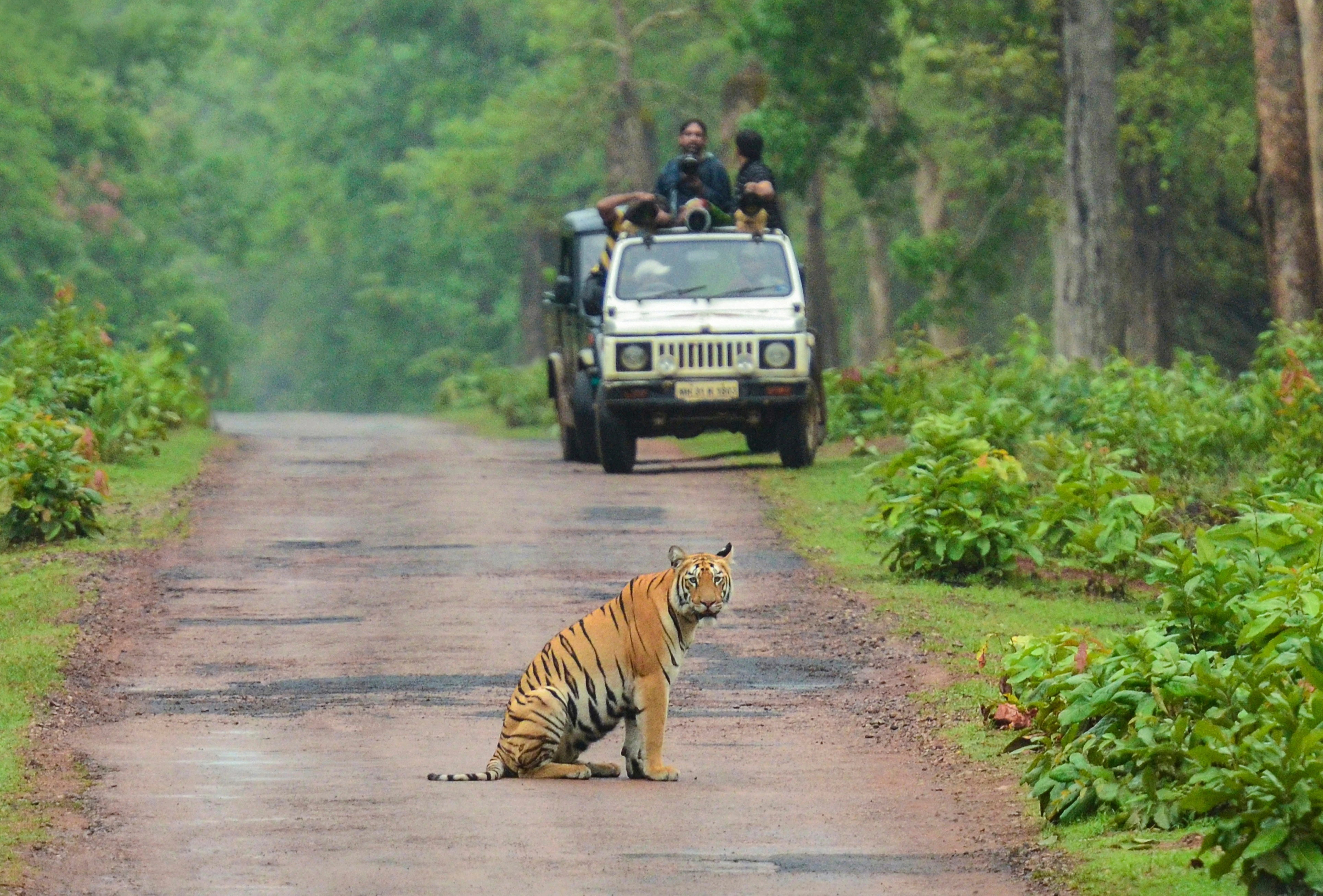 Luxury Ranthambore Tour Discover the Wild Heart of Rajasthan with Total India DMC