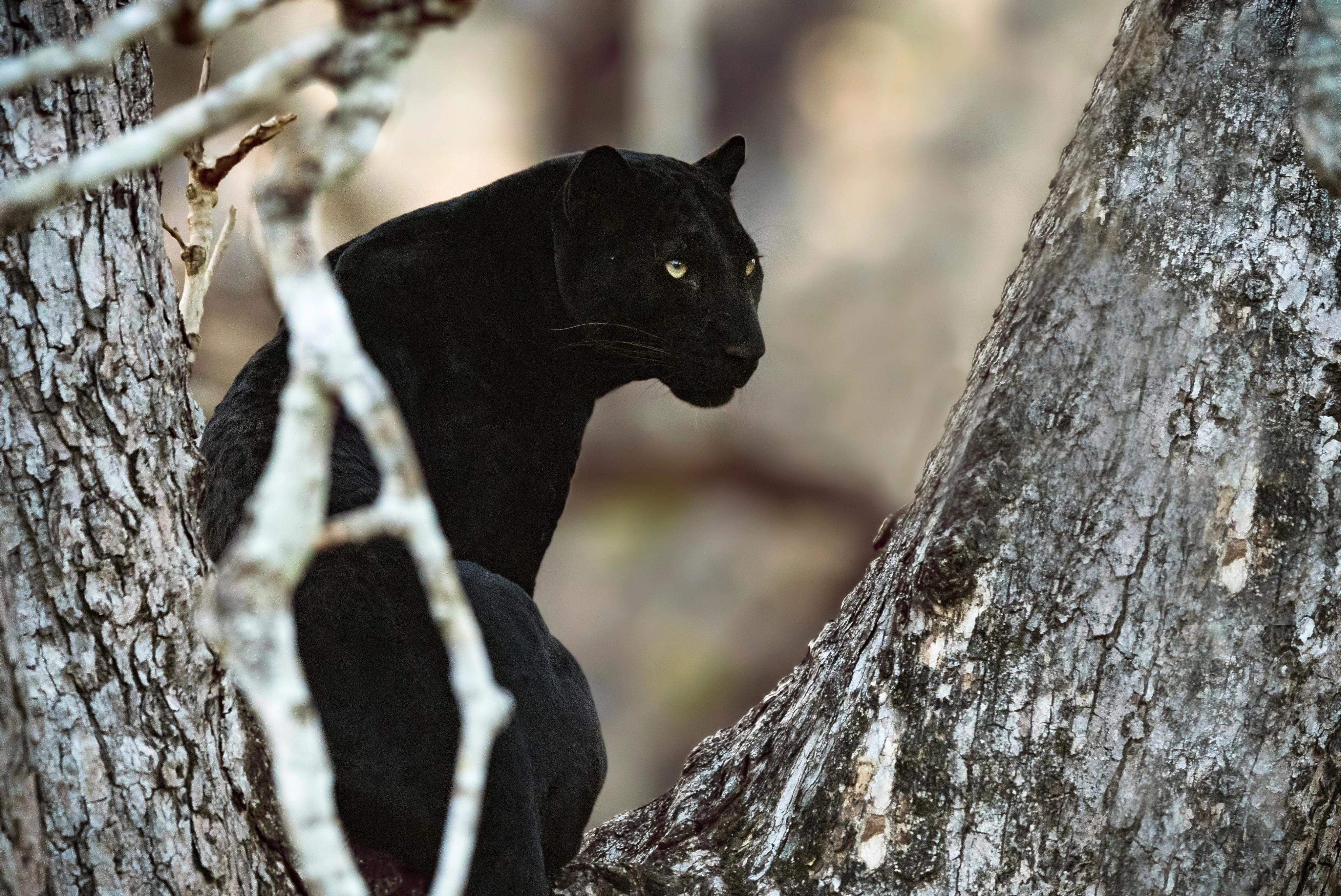 Black Panther at Kabini, Nagarhole National Park